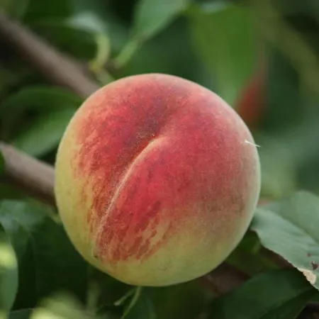 Couette-café Della Luna