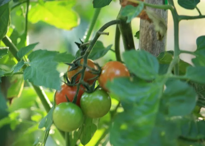 Bed & Breakfast Della Luna Tuoro sul Trasimeno