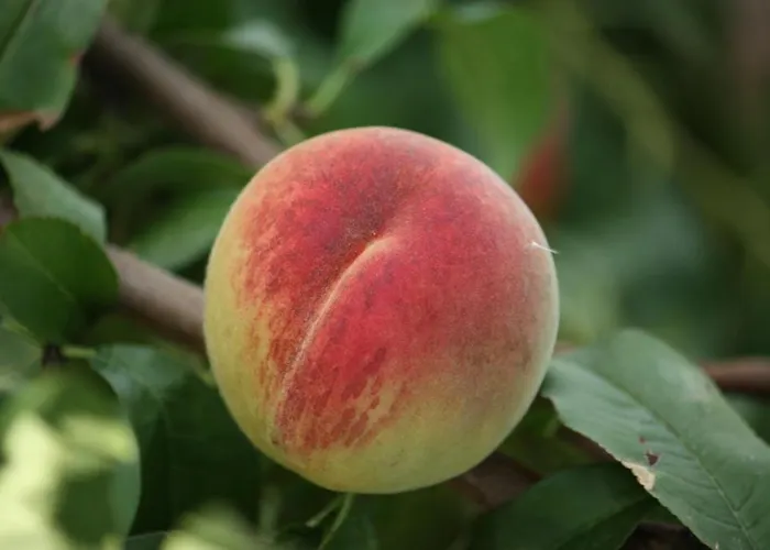 Bed & Breakfast Della Luna